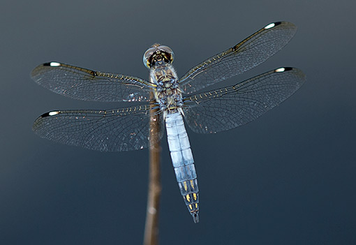 Palpopleura deceptor male